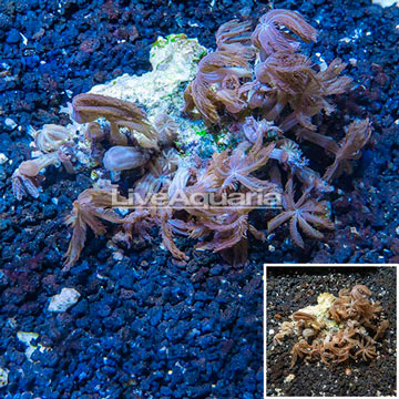 Waving Hand Coral Vietnam