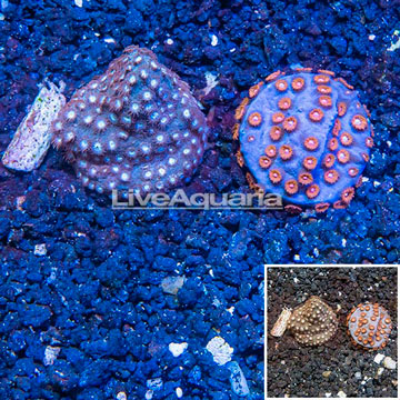 LiveAquaria® Two Pack Cultured Cyphastrea Frag