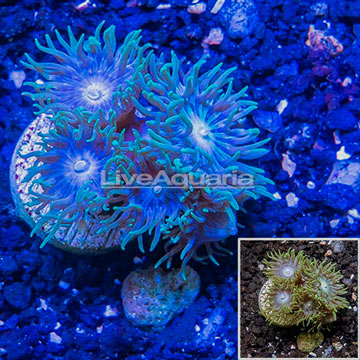 LiveAquaria® Cultured Ultra Duncan Coral