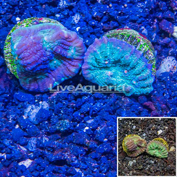 LiveAquaria® Cultured Ultra Chalice Coral