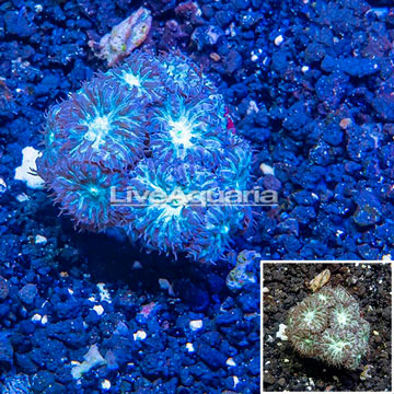 LiveAquaria® Cultured Blastomussa Coral
