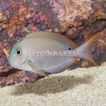 Lavender Tang 