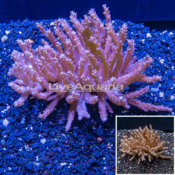 Tree Coral Indonesia