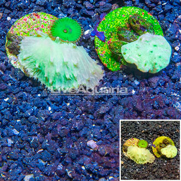 LiveAquaria® Two Pack Cultured Cabbage Leather Coral