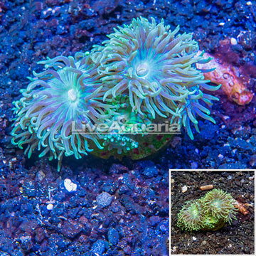 LiveAquaria® Cultured Duncan Coral