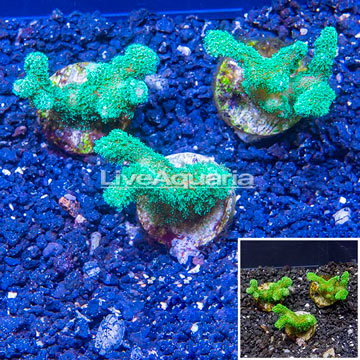 LiveAquaria® Three Pack Cultured Stylophora Coral