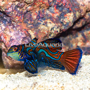 Red Mandarin, Female