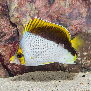 Declivis Butterflyfish