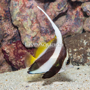 Heniochus Black and White Butterflyfish