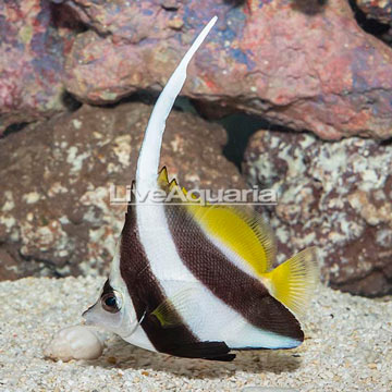 Heniochus Black and White Butterflyfish