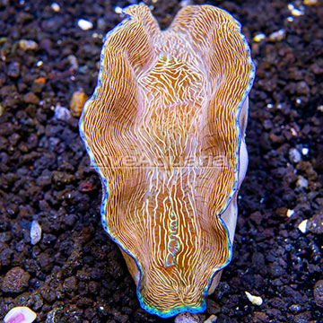ORA® Cultured Derasa Clam