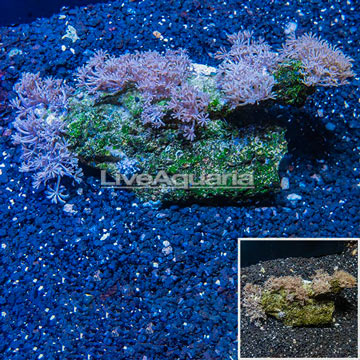 Xenia Coral Vietnam