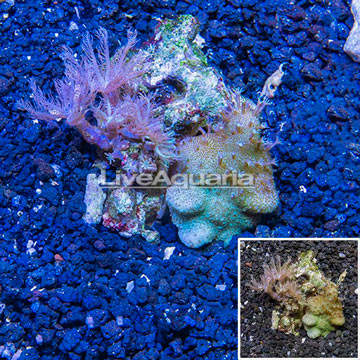 Toadstool and Anthelia Waving Hand Coral Combo Rock Vietnam