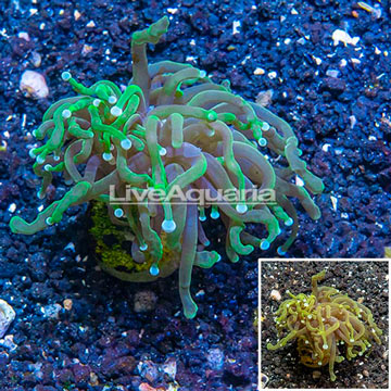 LiveAquaria® Cultured Torch Coral