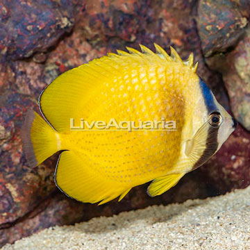 Orange Butterflyfish
