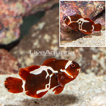 Peacekeeper Maroon Clownfish