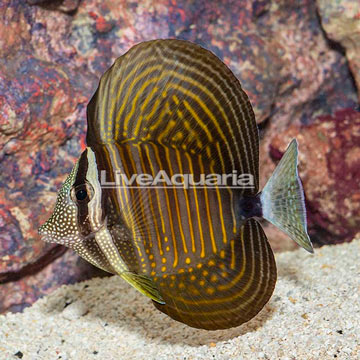 Desjardini Sailfin Tang
