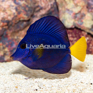 Purple Tang [Blemish]