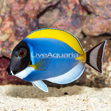 Powder Blue Tang
