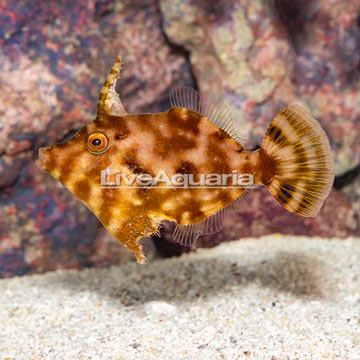 Bristletail Filefish