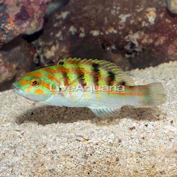 Hardwicke Wrasse