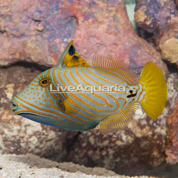 Undulated Triggerfish