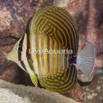 Desjardini Sailfin Tang