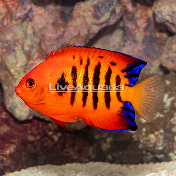 Flame Angelfish