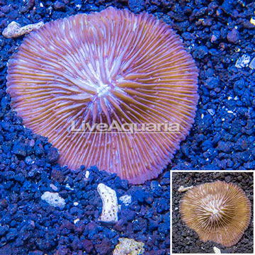 Short Tentacle Plate Coral Australia