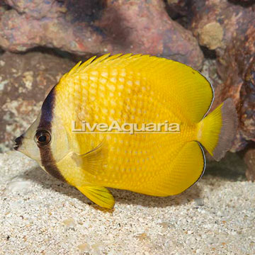 Orange Butterflyfish