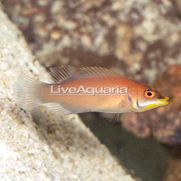 Scarlet Pin Stripe Wrasse