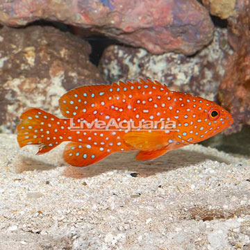 Miniatus Grouper (Blemish)