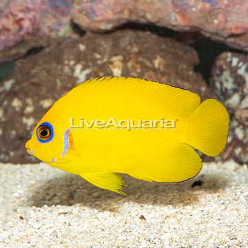 Lemon Peel Angelfish