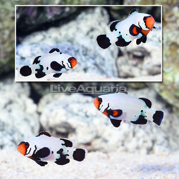 ORA® Captive-Bred Premium Black Snowflake Ocellaris Clownfish (Bonded Pair)