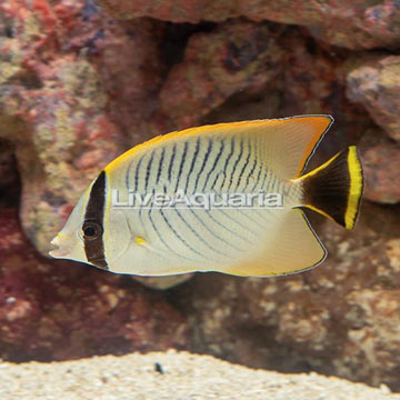 Chevron Butterflyfish [Expert Only]