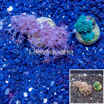LiveAquaria® Two Pack Cultured Xenia and Blue Sympodium Coral