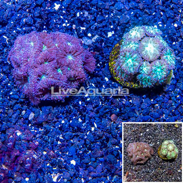 LiveAquaria® Two Pack Cultured Blastomussa Coral