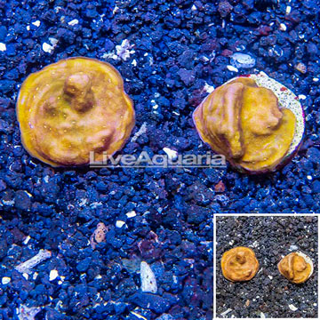 LiveAquaria® Two Pack Cultured Leptoseris Coral