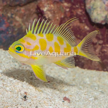 Blotched Anthias