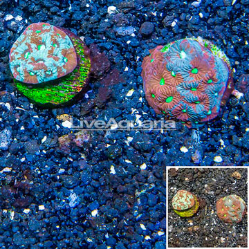 LiveAquaria® Two Pack Cultured War Coral