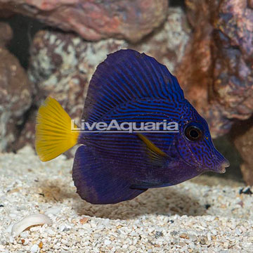 Purple Tang [Blemish]
