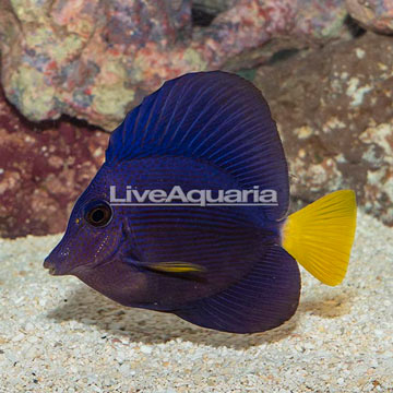 Purple Tang [Blemish]
