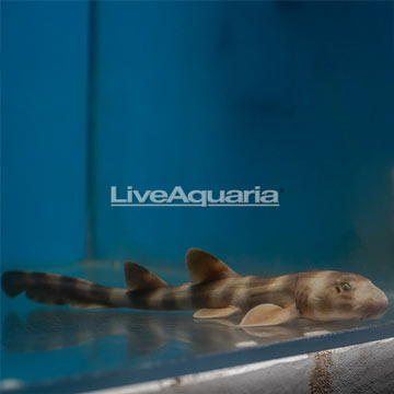 Bamboo Shark EXPERT ONLY