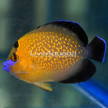 Goldflake Angelfish