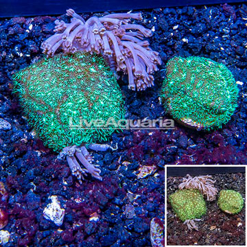 LiveAquaria® Two Pack Cultured Pom Pom Xenia and Leptoseris Coral