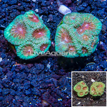 LiveAquaria® Two Pack Cultured Goniastrea Brain Coral