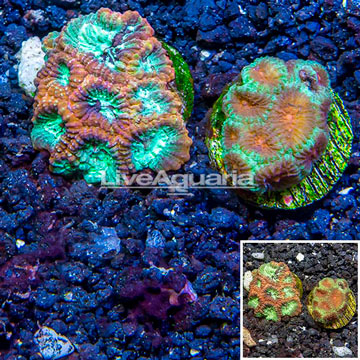 LiveAquaria® Two Pack Cultured Favia Coral