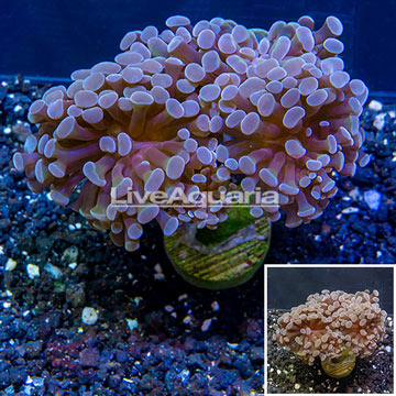 LiveAquaria® Cultured Hammer Coral