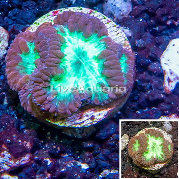 LiveAquaria® Cultured Blastomussa Coral