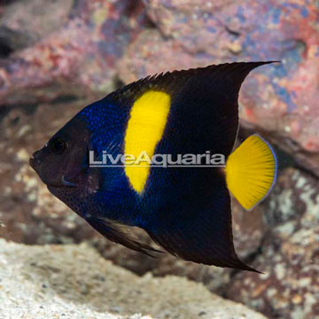 Asfur Angelfish